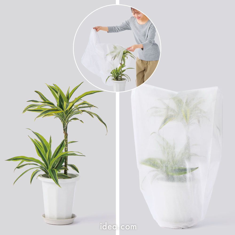 背の低い植物
