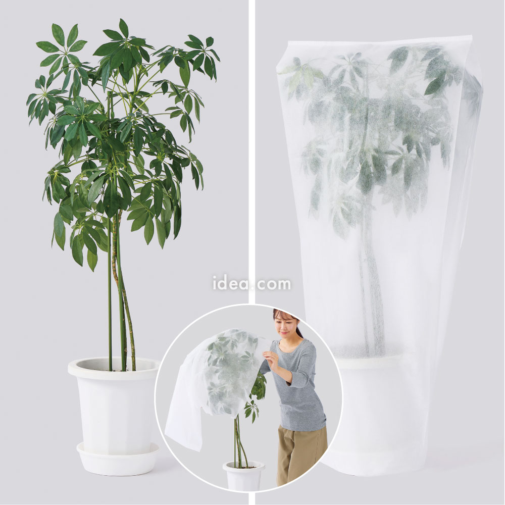 背の高い植物